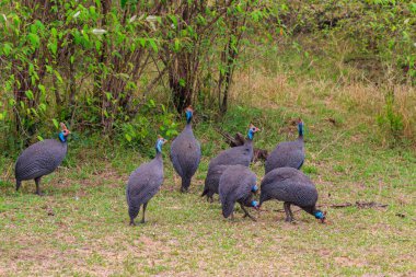 Serengeti Milli Parkı, Tanzanya 'daki yeşil çayır üzerinde miğferli guinafowl (Numida meleagris)