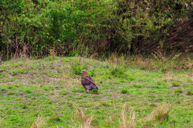 Tawny Eagle (Aquila rapax) Serengeti Ulusal Parkı, Tanzanya 'da çayırda yürüyor