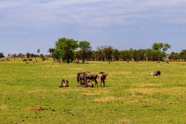 Herd of blue wildebeest (Connochaetes taurinus) in savannah in Serengeti national park in Tanzania. Great migration