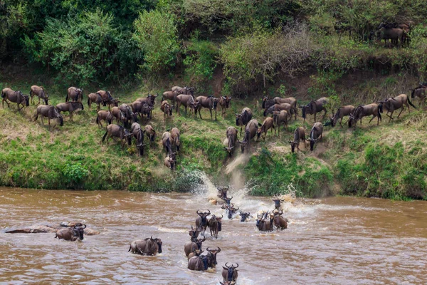 Serengeti Ulusal Parkı, Tanzanya 'daki Mara Nehri' ni geçen antiloplar. Büyük göç