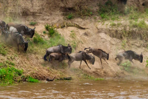 Serengeti Ulusal Parkı, Tanzanya 'daki Mara Nehri' ni geçerken, Nil timsahı antilop avlıyor. Büyük göç