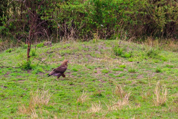 Tawny Eagle (Aquila rapax) Serengeti Ulusal Parkı, Tanzanya 'da çayırda yürüyor