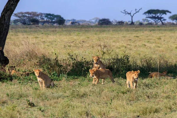Serengeti Milli Parkı, Tanzanya 'da, savanda aslan sürüsü (Panthera leo)
