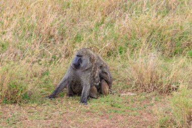 Bir çift zeytin babunu (Papio anubis) Serengeti Ulusal Parkı, Tanzanya 'da savanada birlikte oturuyorlar.