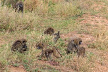 Bir grup Olive Babun (Papio anubis) Serengeti Ulusal Parkı, Tanzanya 'da savanada birlikte oturuyorlar.