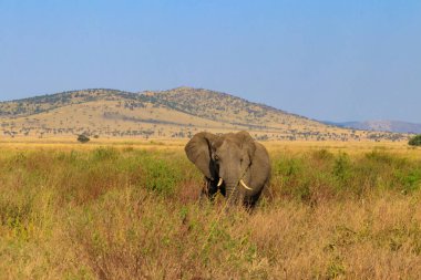 Tanzanya 'daki Serengeti Ulusal Parkı' nda Afrika fili
