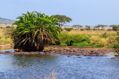 Serengeti Ulusal Parkı, Tanzanya 'da bir nehirde bir grup su aygırı (Hippopotamus amfibi). Afrika 'nın vahşi yaşamı
