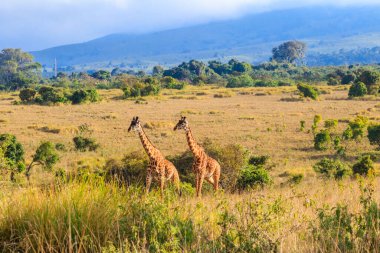 Pair of giraffes walking in Ngorongoro Conservation Area in Tanzania. Wildlife of Africa