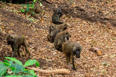 Group of olive baboons (Papio anubis), also called the Anubis baboons, in Lake Manyara National Park in Tanzania