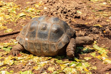 Aldabra dev kaplumbağası Tanzanya 'daki Zanzibar Adası' nda.