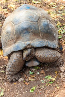 Aldabra dev kaplumbağası Tanzanya 'daki Zanzibar Adası' nda.
