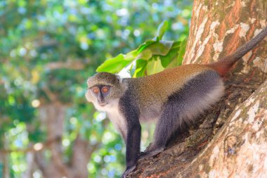 Sykes 'ın maymunu (Cercopithecus albogularis), Tanzanya' nın Zanzibar kentindeki Jozani ormanındaki bir ağaçta oturan beyaz boğazlı maymun veya Samango maymunu olarak da bilinir.