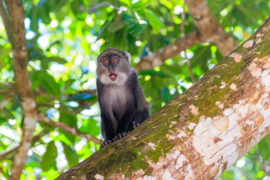 Sykes 'ın maymunu (Cercopithecus albogularis), Tanzanya' nın Zanzibar kentindeki Jozani ormanındaki bir ağaçta oturan beyaz boğazlı maymun veya Samango maymunu olarak da bilinir.