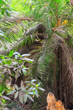 Göl: Manyara Milli Parkı, Tanzanya Afrika fili