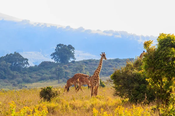 Tanzanya 'daki Ngorongoro Koruma Alanı' nda yürüyen bir grup zürafa. Afrika 'nın vahşi yaşamı