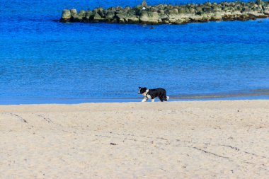 Sınır köpeği kumsalda koşuyor.