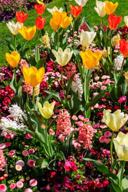 Bahçedeki çiçek tarhında rengarenk bahar çiçekleri