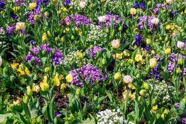Bahçedeki çiçek tarhında rengarenk bahar çiçekleri