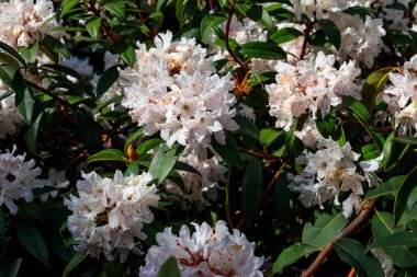 Botanik bahçesinde güzel çiçek açan ağaç rhododendron (Rhododendron arboreum)