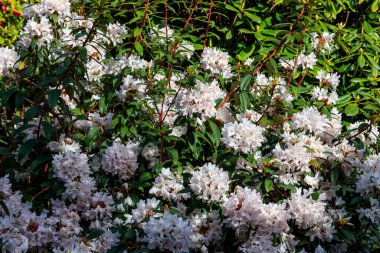 Botanik bahçesinde güzel çiçek açan ağaç rhododendron (Rhododendron arboreum)