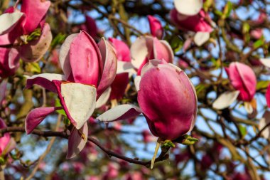 Parkta çiçek açan güzel pembe manolya ağacı