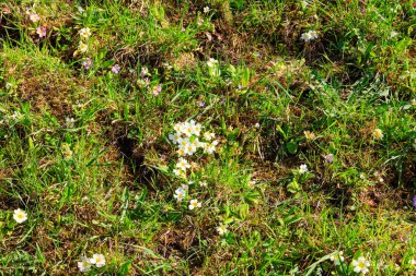 Baharda yeşil bir çayırda sarı çuha çiçeği (Primula vulgaris)