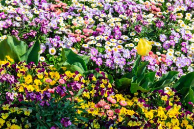 Bahçedeki çiçek tarhında rengarenk bahar çiçekleri