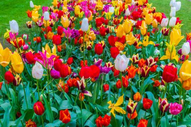 Hollanda, Lisse 'deki Keukenhof lale bahçesinde renkli laleler çiçek açmış.