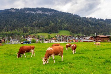 İsviçre 'nin İsviçre Alpleri' ndeki yeşil bir çayırda otlayan inek sürüsü.