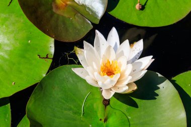 Göldeki güzel su zambağı (Nymphaea)