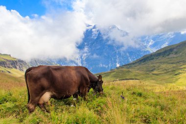 İsviçre 'nin İsviçre Alpleri' ndeki yeşil bir çayırda inekler otluyor.