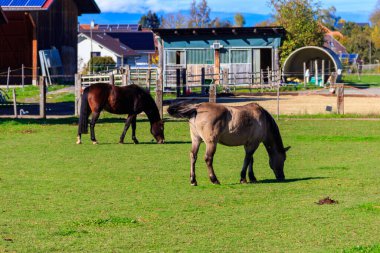 At çiftliğindeki yeşil bir çayırda otlayan atlar.