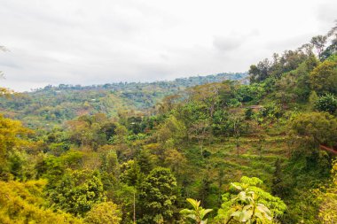 Tanzanya 'daki Kilimanjaro Dağı' nın yamaçlarındaki yemyeşil yağmur ormanlarının manzarası