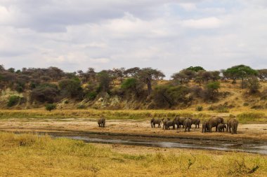 Tarangire Ulusal Parkı, Tanzanya 'da Afrika filleri sürüsü