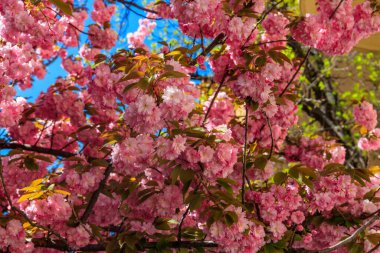Baharda bahçede çiçek açan pembe sakura ağacı.
