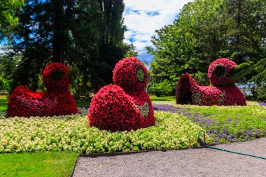 Çiçek adasındaki ördekler Constance Gölü 'ndeki Mainau, Almanya
