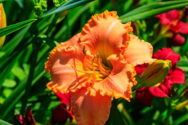 Bahçede güzel bir gün