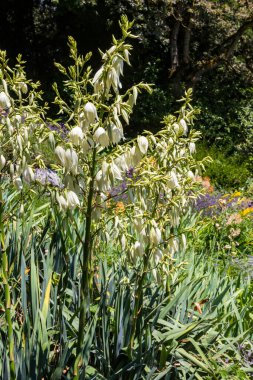Yukka bitkisinin beyaz çiçekleri