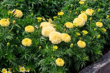 Bahçede sarı Meksika kadife çiçekleri (Tagetes erekta)