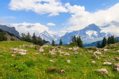 Karla kaplı İsviçre Alpleri ve İsviçre 'nin Bernese Oberland kentindeki Schynige Platte yakınlarında yeşil çiçekli alp çayırlarının panoramik manzarası