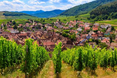 Ön planda üzüm bağı olan Riquewihr köyü manzarası. Alsace Şarap Yolu, Fransa
