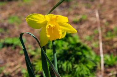 Bahçedeki sarı nergis çiçeği. Çiçek tarhında güzel narsisler