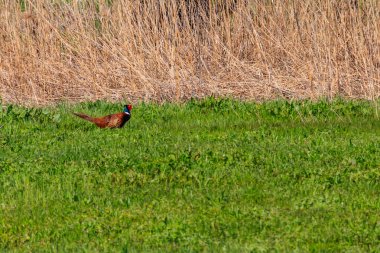 Çayırdaki yeşil çimlerdeki sülün.