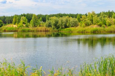 Yazın bir çam ormanında güzel bir göl manzarası