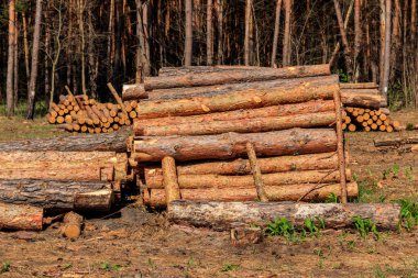 Yığılmış ağaç gövdeleri çam ormanlarındaki kereste endüstrisi tarafından devrilmiş.