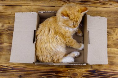 Tahta arka planda karton kutuda kızıl kedi