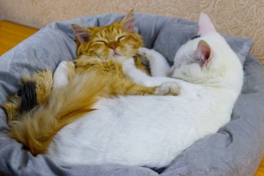 Yumuşak kedi yataklarında yatan iki kedi.