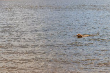 Şirin labrador av köpeği nehirde yüzüyor.