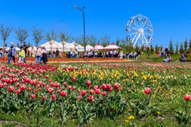 Kiev bölgesi, Ukrayna - 10 Mayıs 2021: İnsanlar fotoğraf çekiyor, selfie çekiyor ve Ukrayna 'nın Kiev bölgesindeki Dobropark parkında lalelerle çiçeklikler arasında yürüyor
