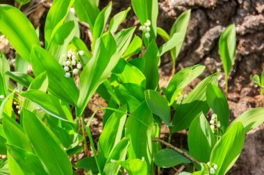 Vadi Zambağı (Convallaria majalis) baharda ormanda beyaz çiçekler